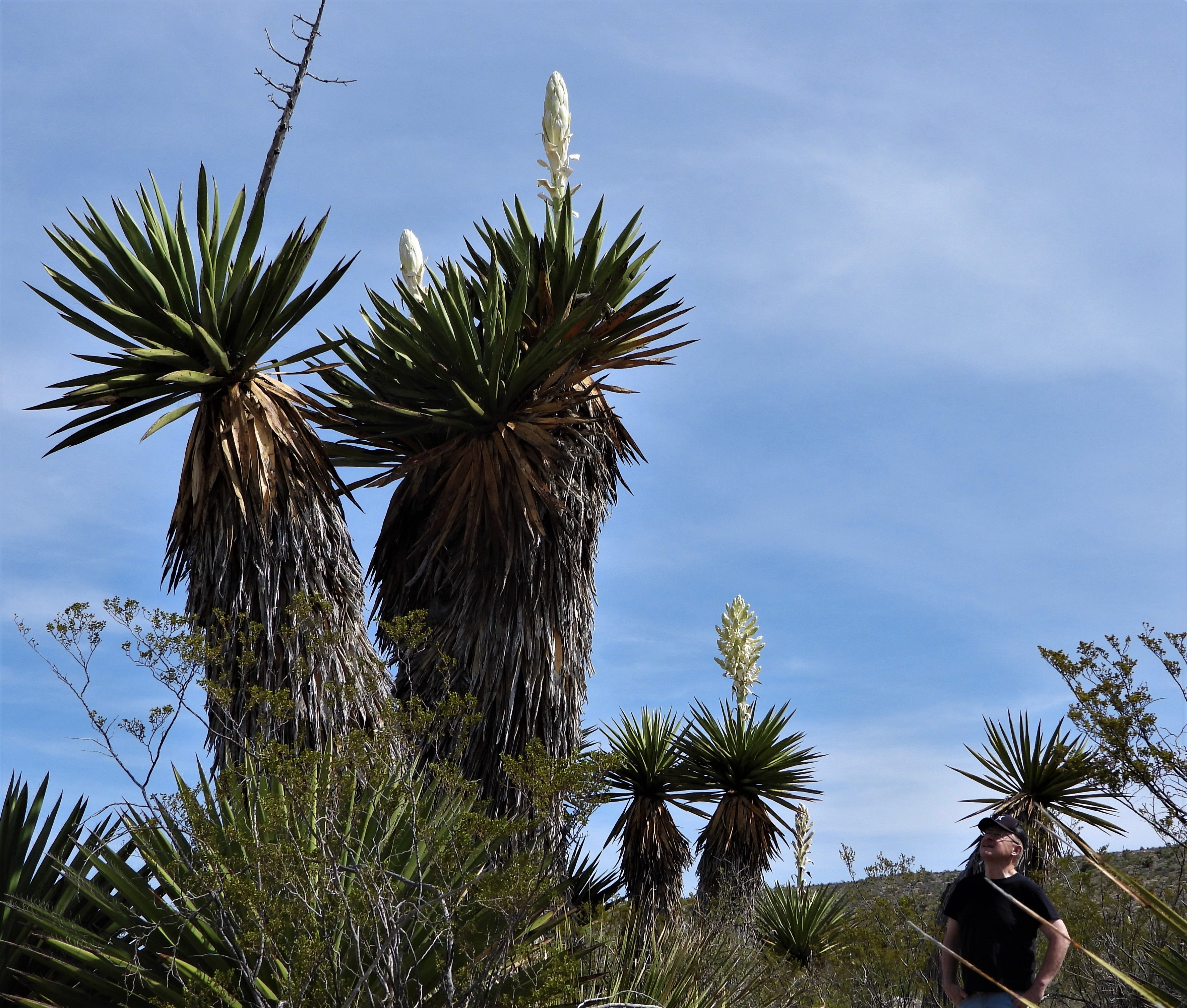 Big Bend Blooms!  Chihuahuan Desert Education Coalition