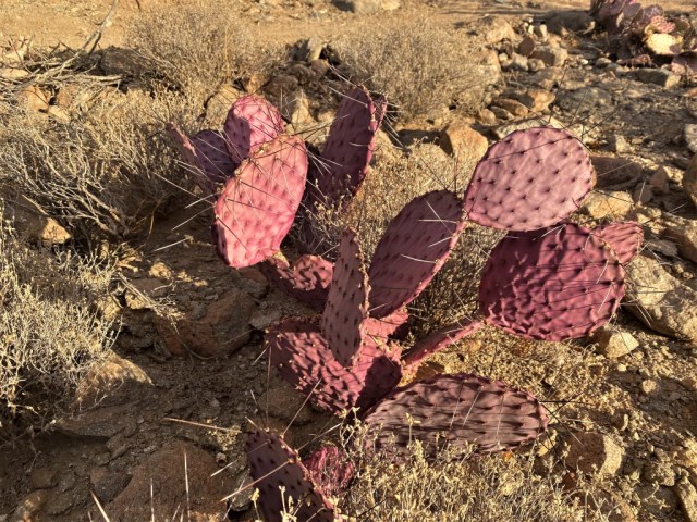 It's hard to kill a prickly pear  Chihuahuan Desert Education Coalition
